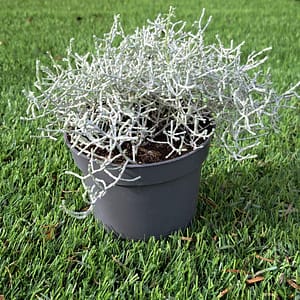 LEUCOPHYTA brownii (Calocephalus brownii) (Leucophyta brownii) vaso 10,5