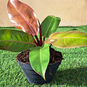 Philodendron 'Prince of Orange' ciotolina da 17 cm