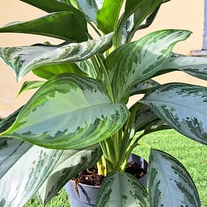 Aglanema 'Silver Bay', Pianta Portafortuna - vaso 17 cm