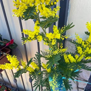 Pianta di Mimosa Acacia Dealbata Vaso 20cm H 140cm