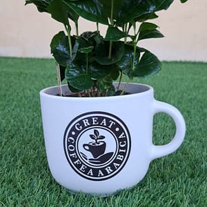 Coffea arabica, pianta del caffè, tazza in ceramica bianca.