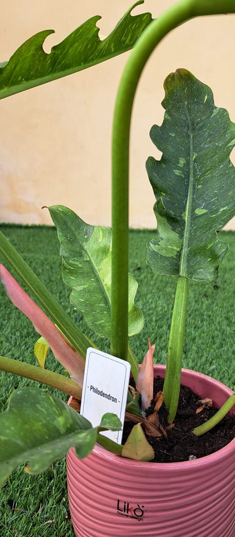 Philodendron 'Jungle Boogie' in vaso ceramica cm 13