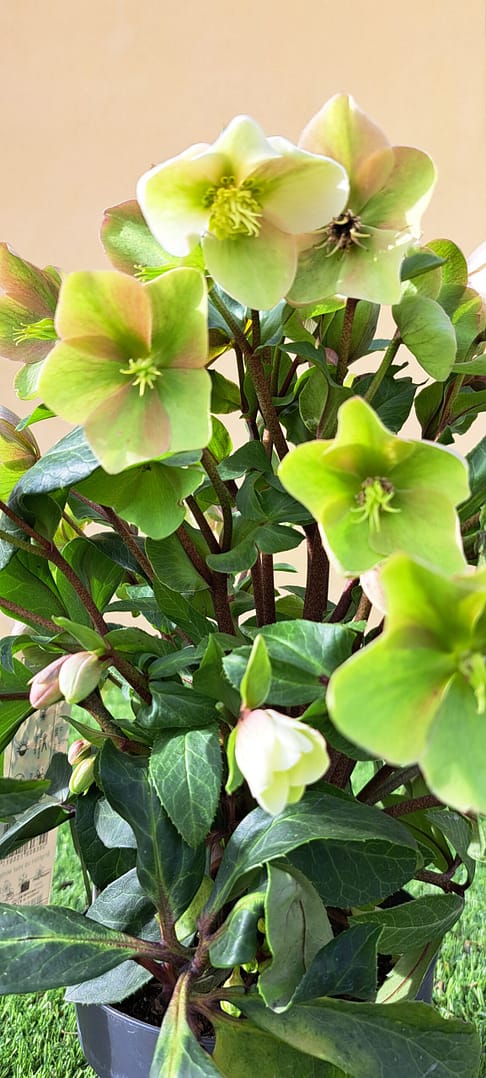 Helleborus Diamonfire - Elleboro vaso 17 - immagine 2