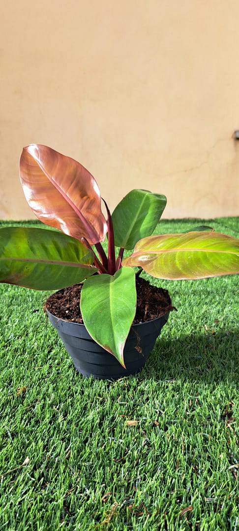 Philodendron 'Prince of Orange' ciotolina da 17 cm
