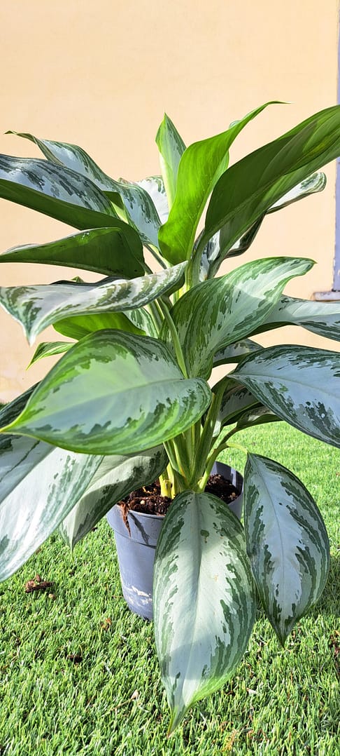 Aglanema 'Silver Bay', Pianta Portafortuna - vaso 17 cm