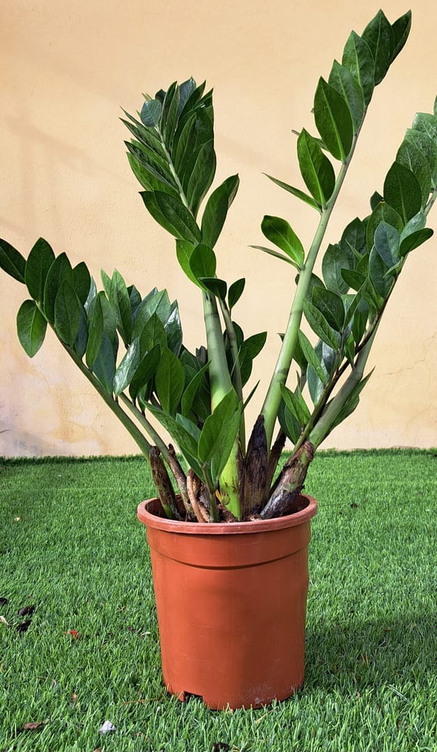 Zamioculcas zamiifolia vaso 17