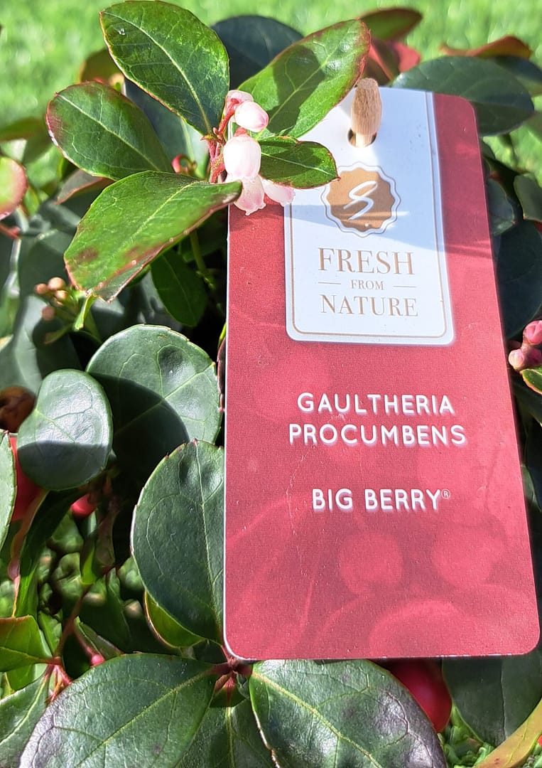 Gaultheria procumbens vaso 12 - euro 7,00 - immagine 2