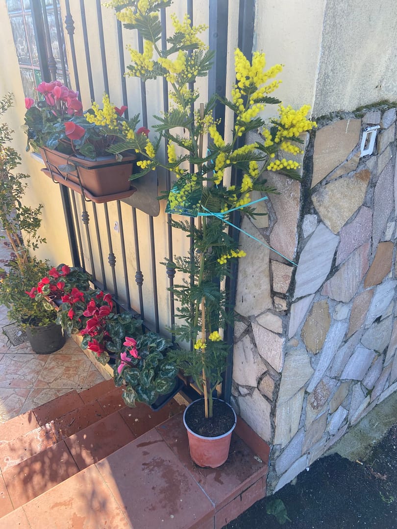 Pianta di Mimosa Acacia Dealbata Vaso 20cm H 140cm - immagine 2