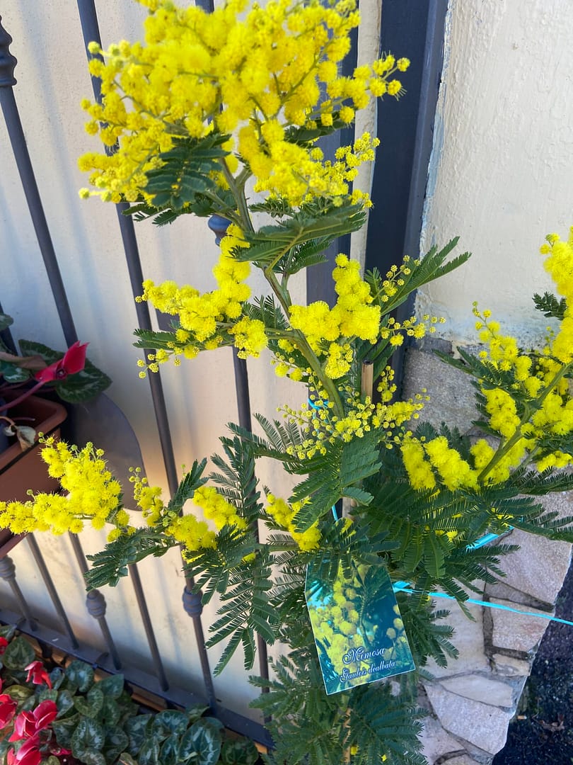 Pianta di Mimosa Acacia Dealbata Vaso 20cm H 140cm