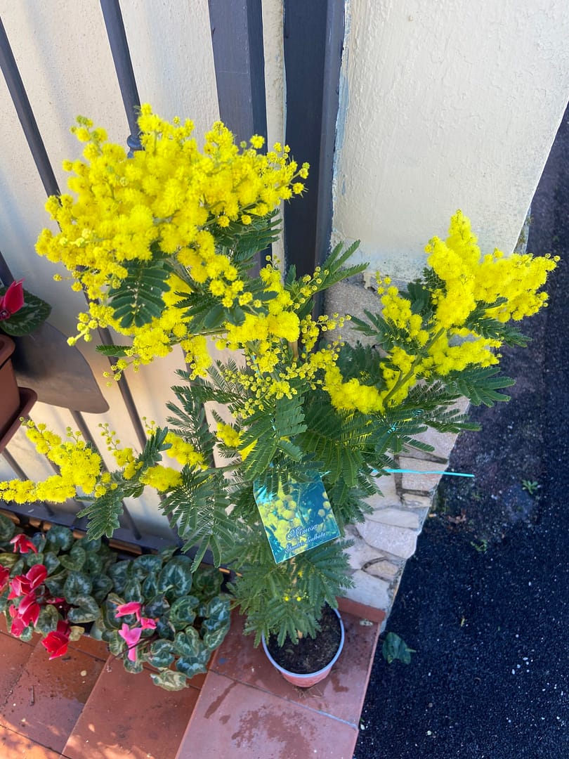 Pianta di Mimosa Acacia Dealbata Vaso 20cm H 140cm - immagine 5