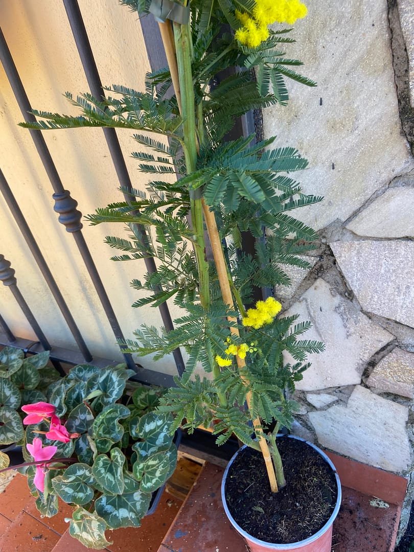 Pianta di Mimosa Acacia Dealbata Vaso 20cm H 140cm - immagine 4