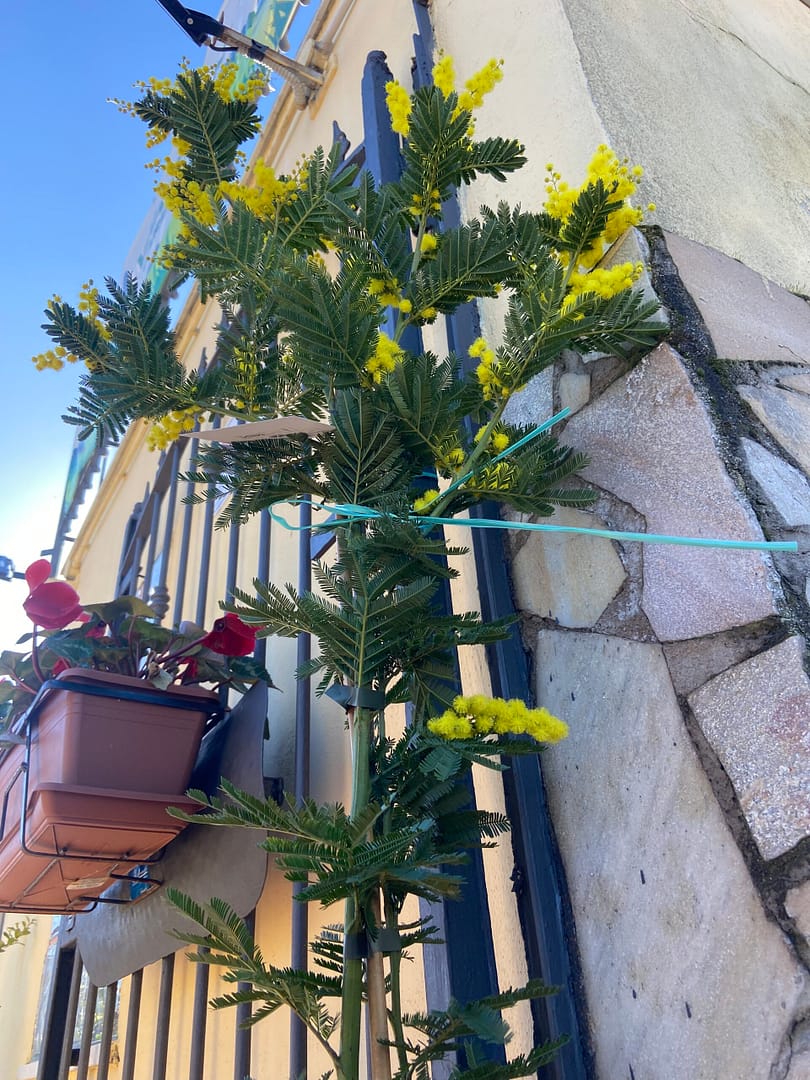 Pianta di Mimosa Acacia Dealbata Vaso 20cm H 140cm - immagine 6