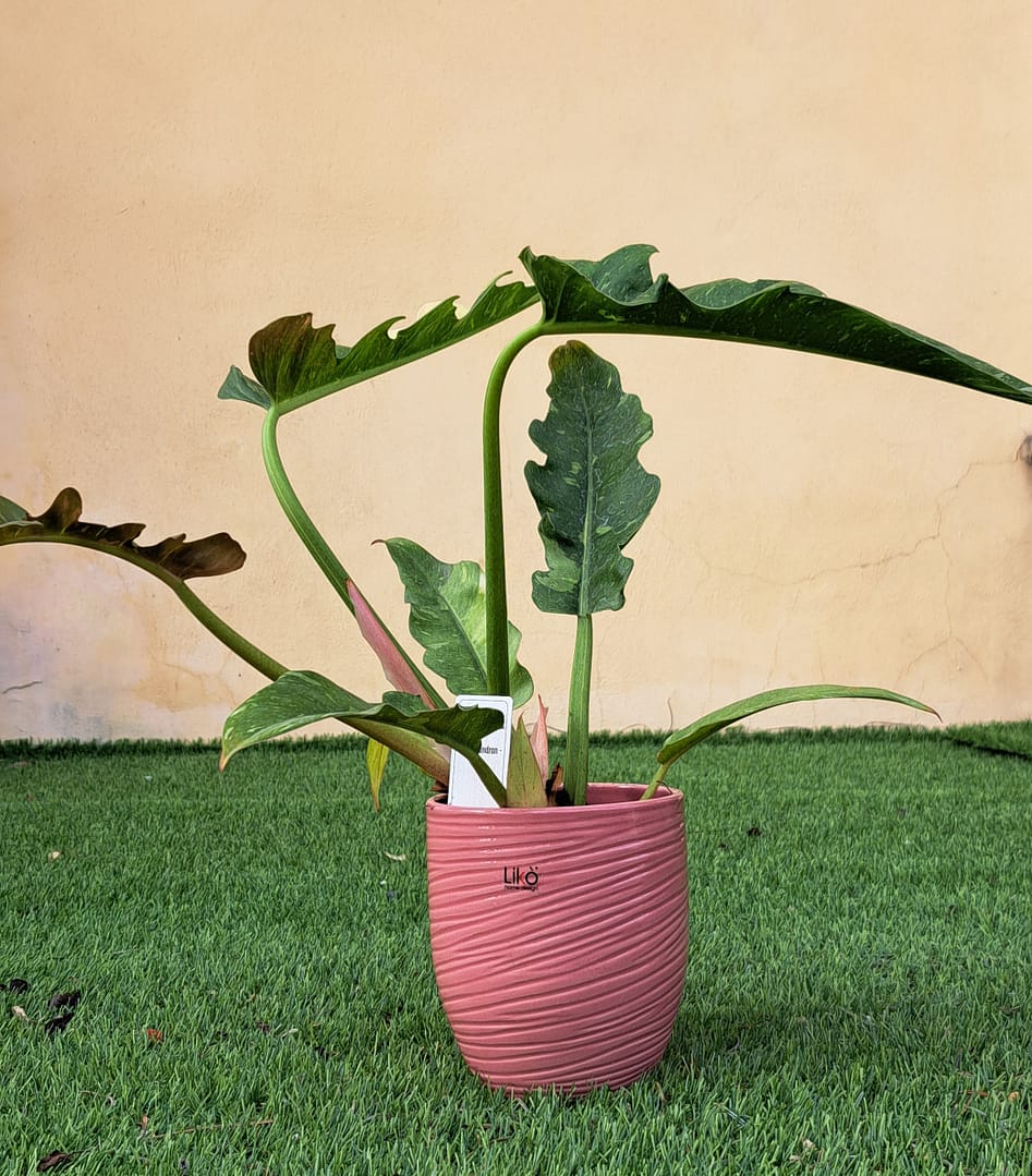 Philodendron 'Jungle Boogie' in vaso ceramica cm 13 - immagine 2