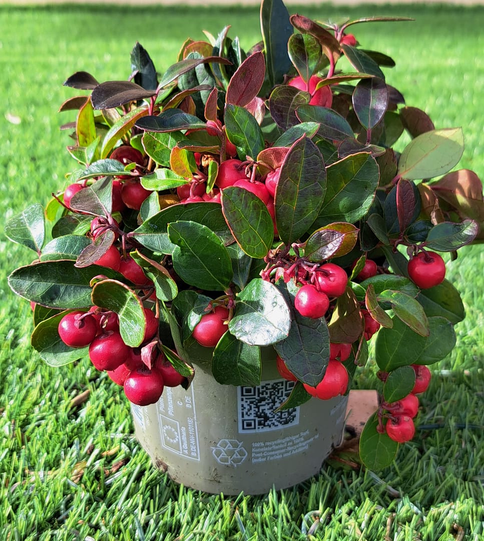 Gaultheria procumbens vaso 12 - euro 7,00